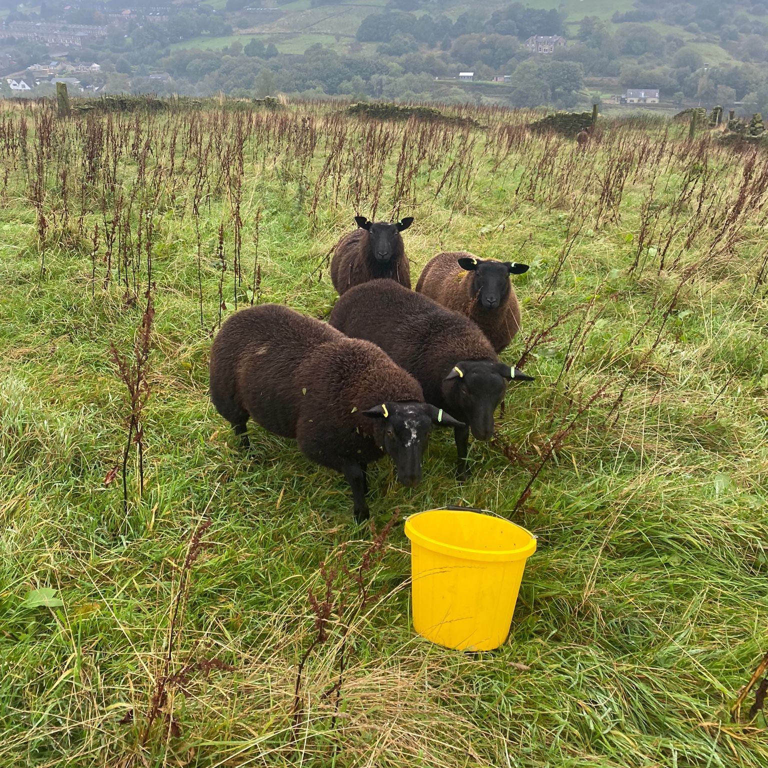 Half hogget