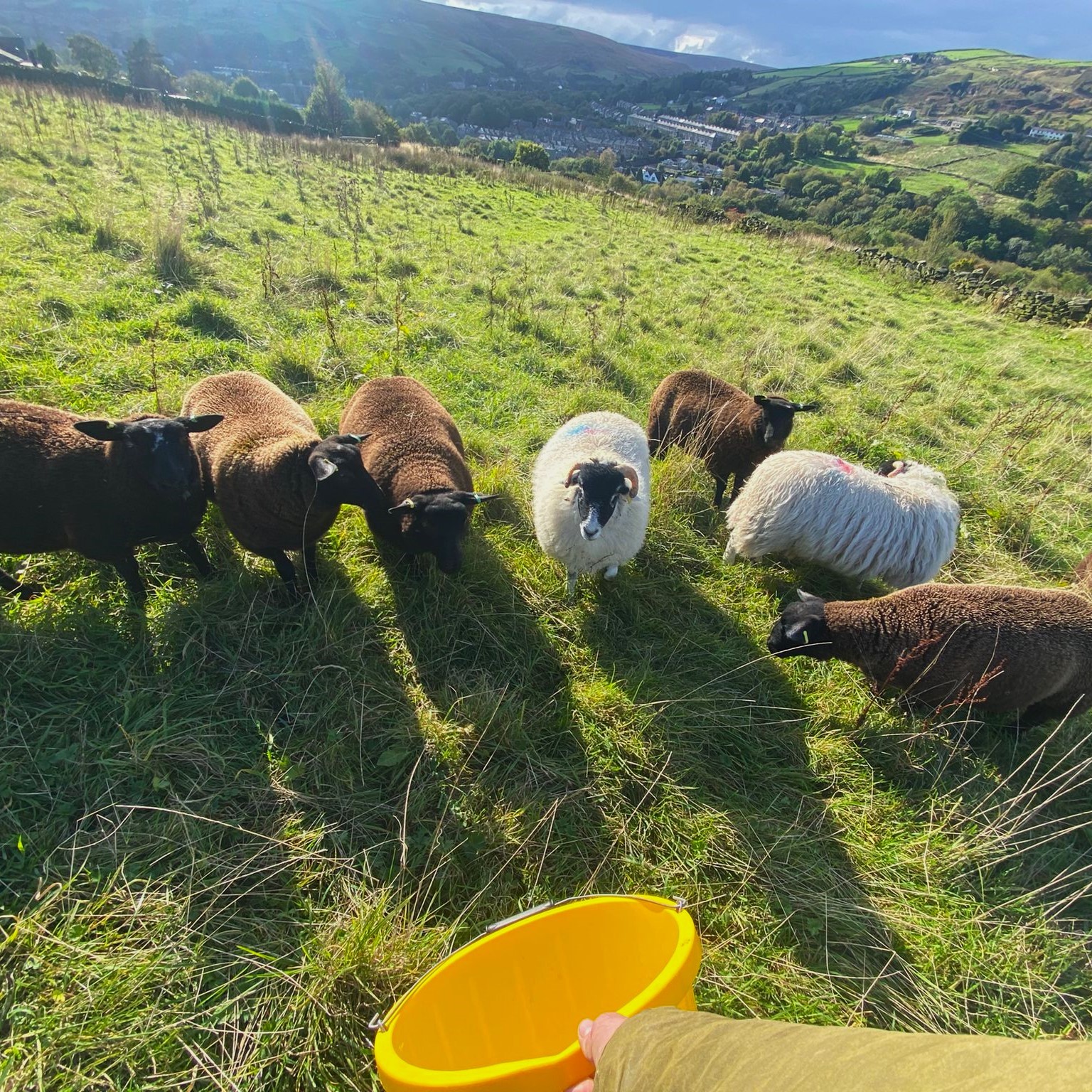 Half Lamb
