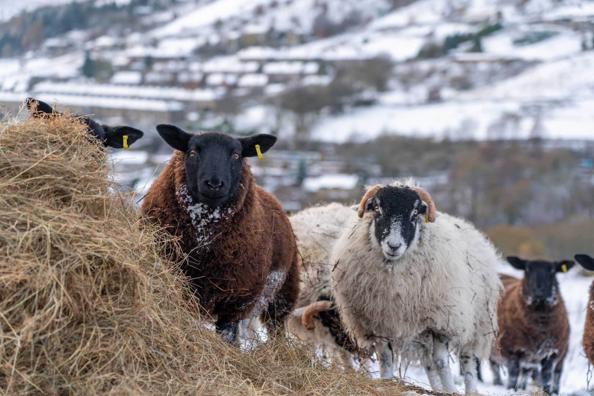 Friendly sheep running up the track