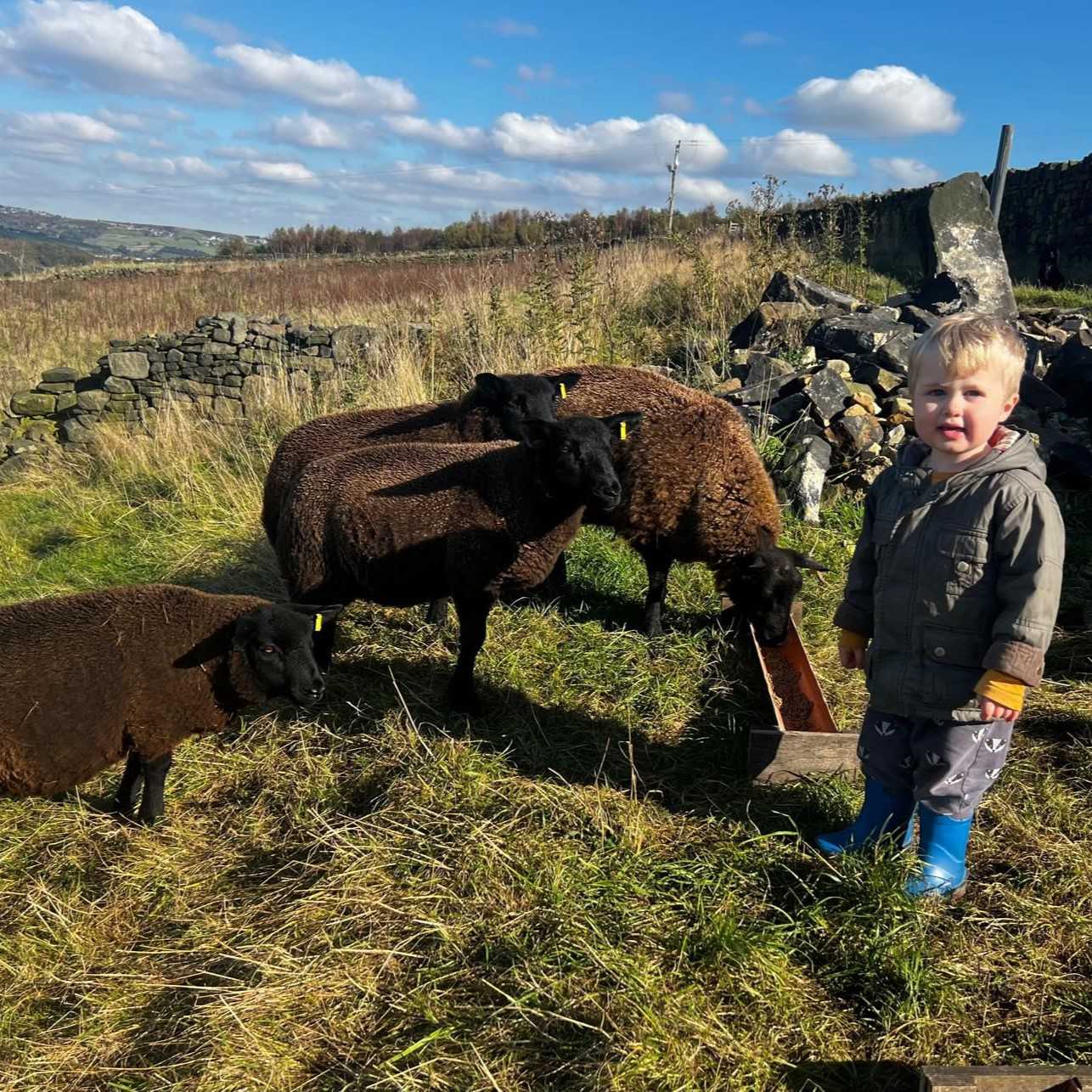 Hogget